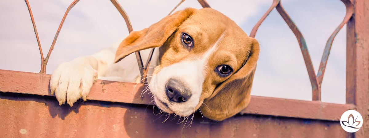 Hund steckt scheinbar im Zaun fest