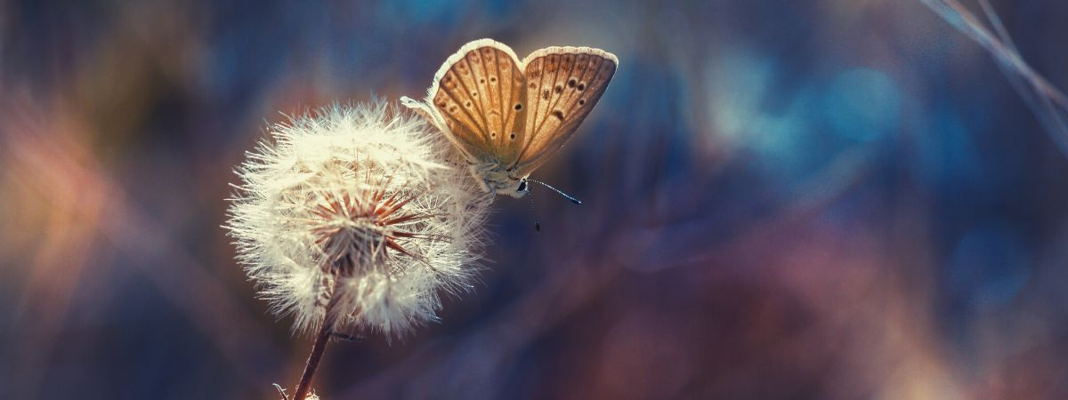 Schmetterling auf Pusteblume