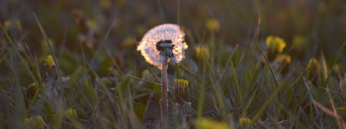 Pusteblume