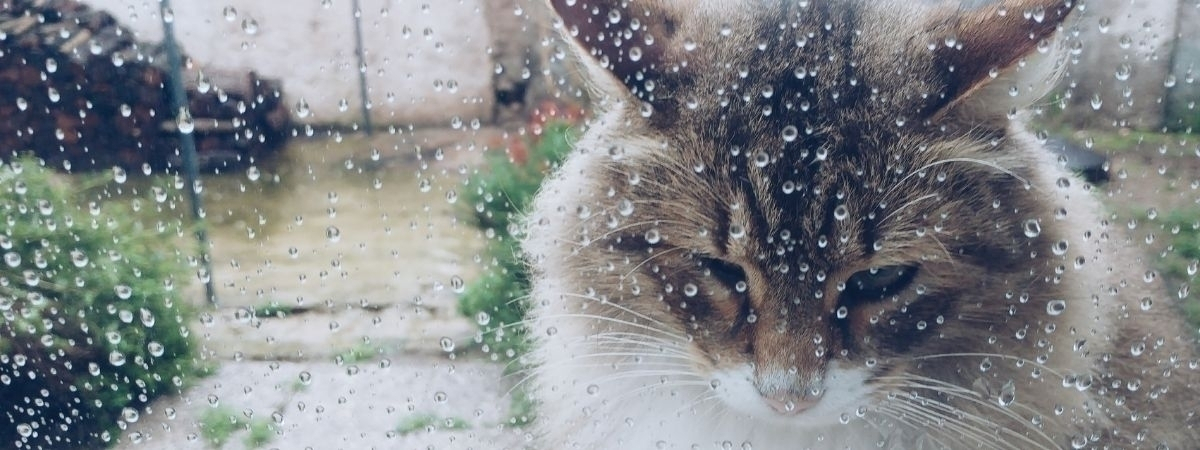 Katze im Regen, traurig