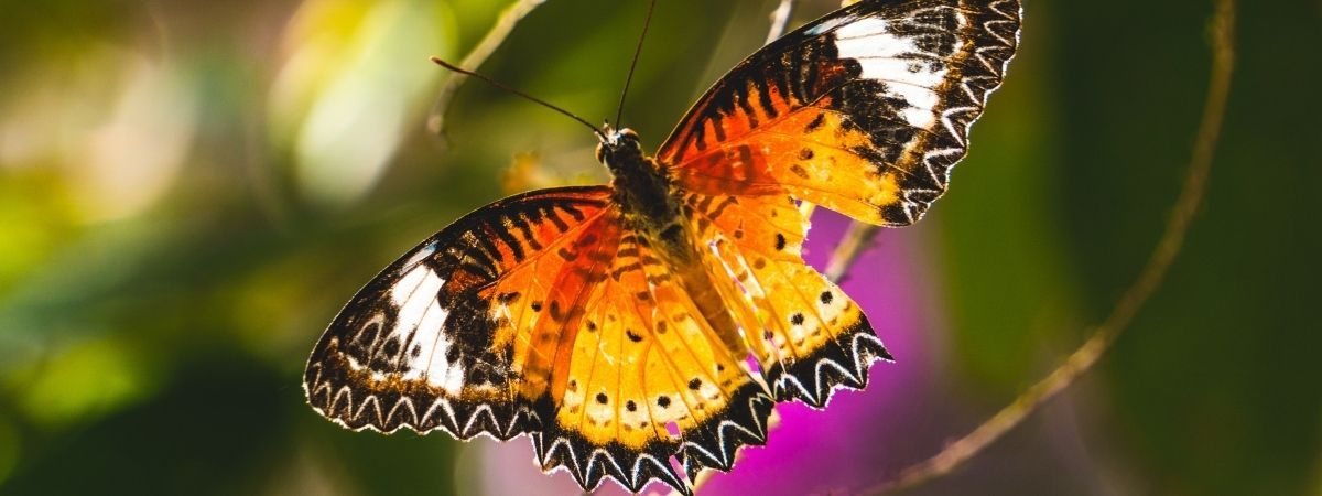 Unperfekter Schmetterling